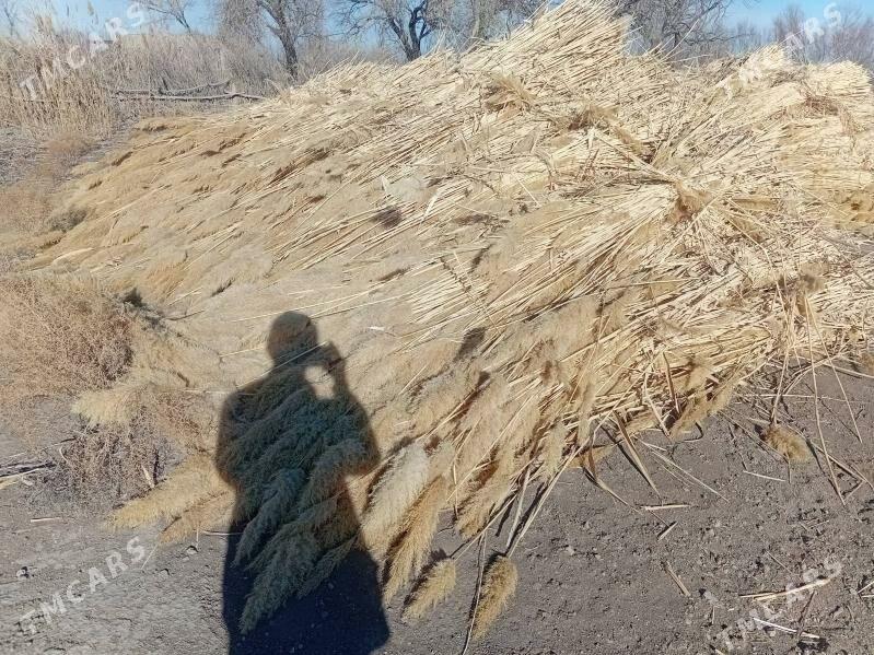 Gamyş - Köneürgenç - img 1