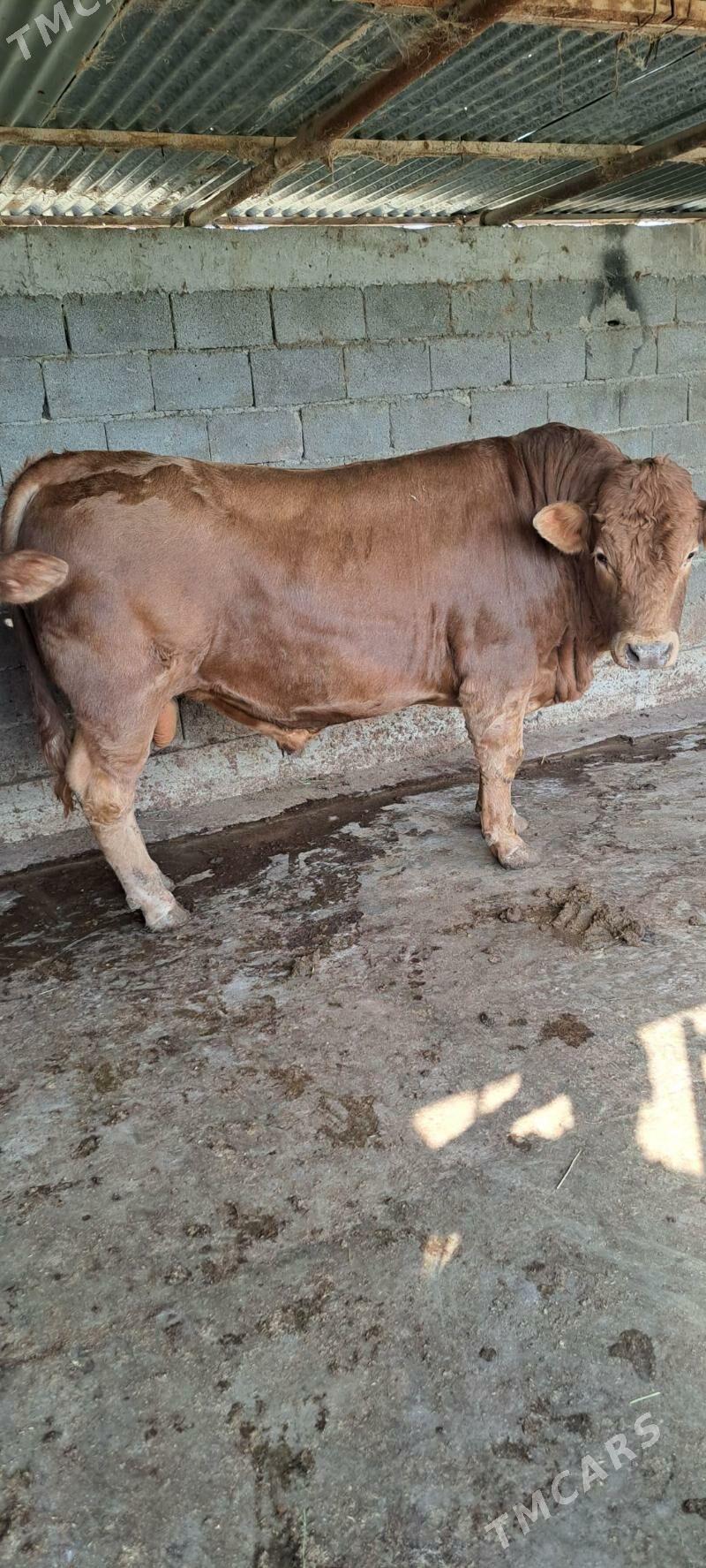 howur okuz - Багир - img 1