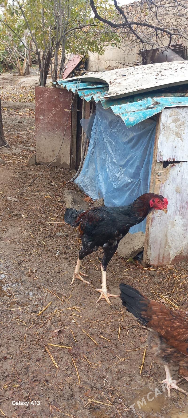 baÿes horaz - Kaka - img 1