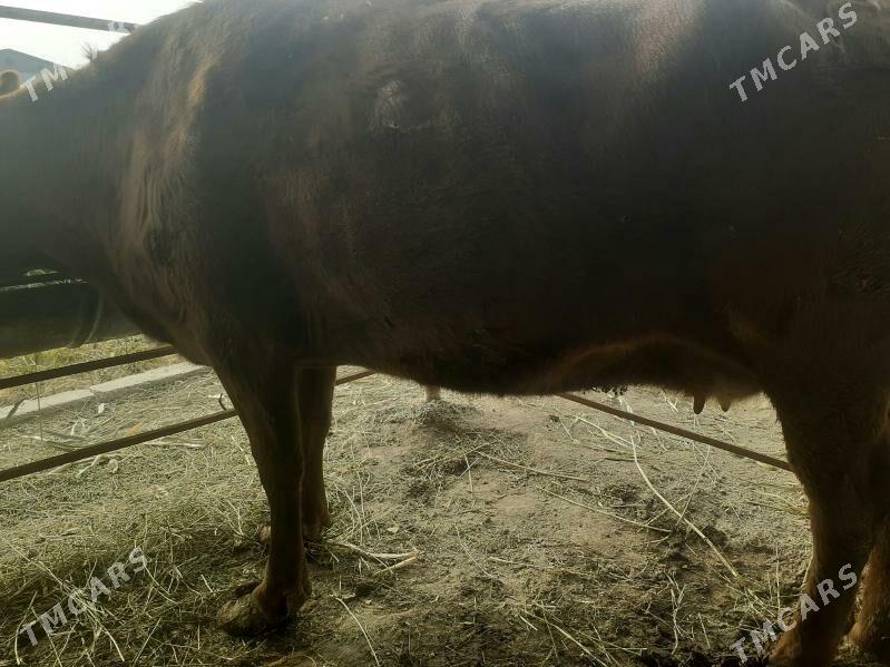 gysyr bakylan sygyr - Murgap - img 1