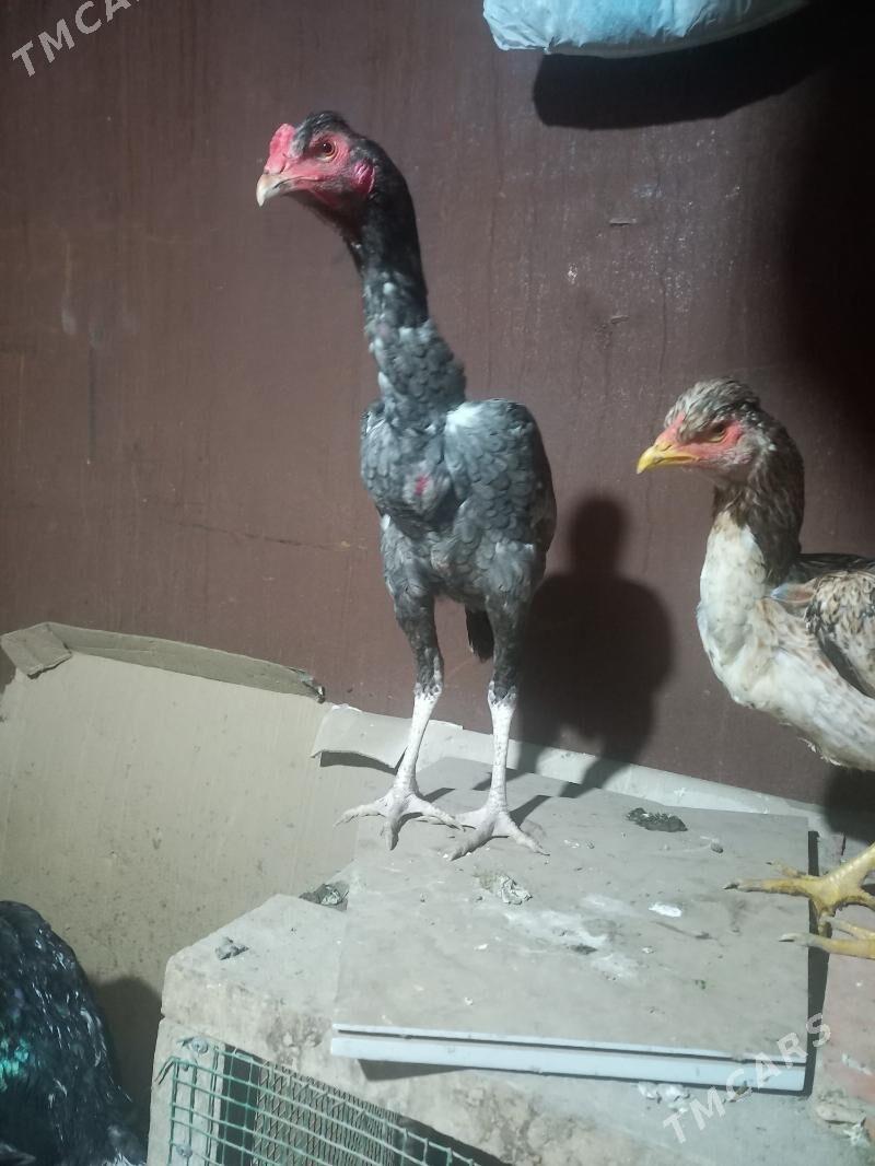 Жуже - Туркменабат - img 1