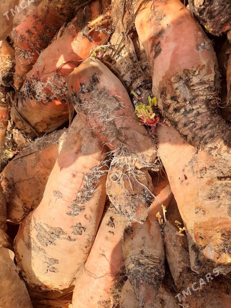 качар - Гурбансолтан Едже - img 1