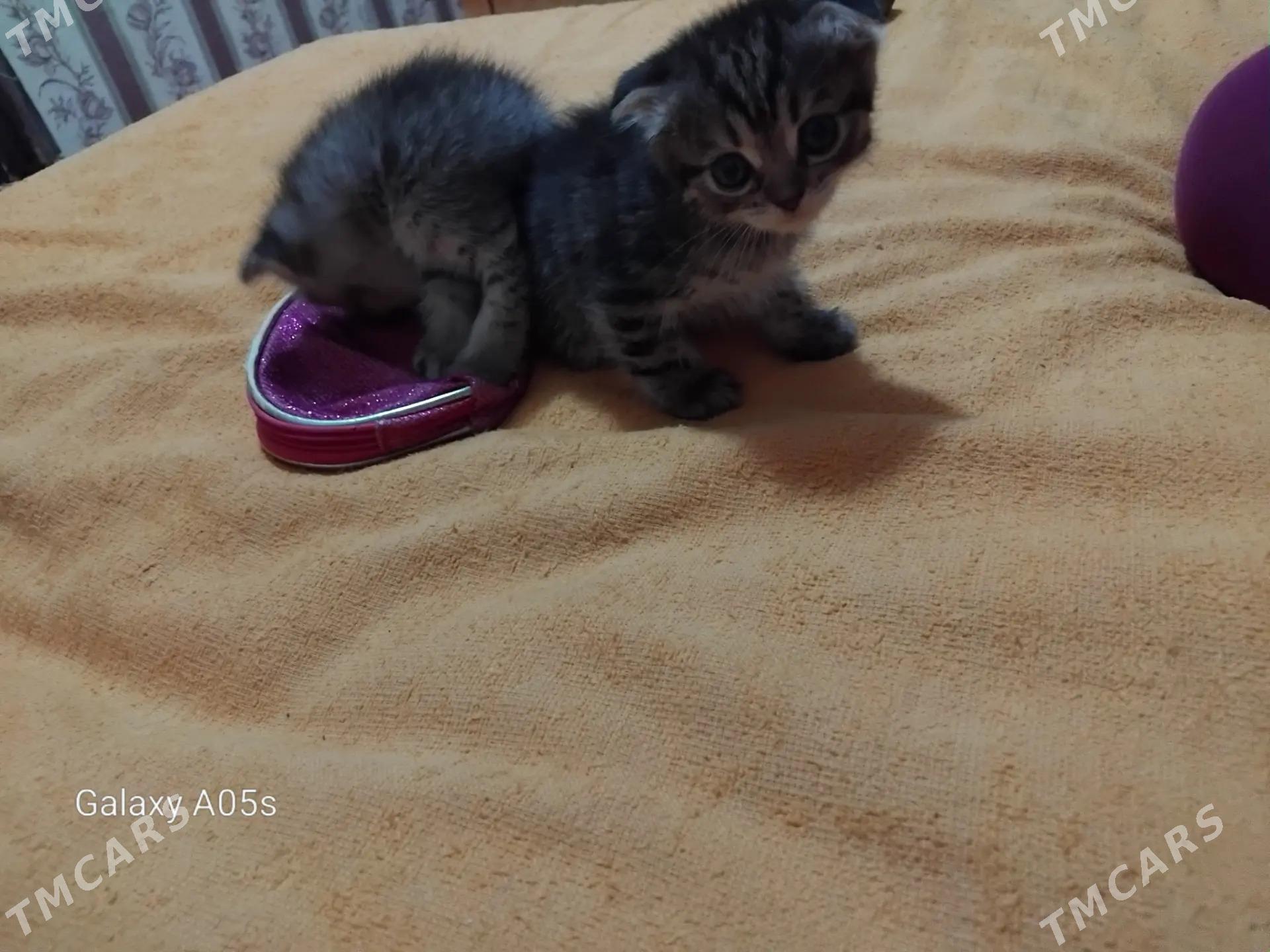 котята - Хазар - img 1