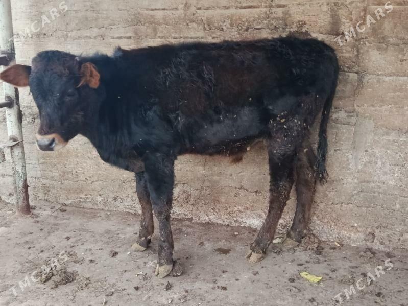 okuz - Ашхабад - img 1