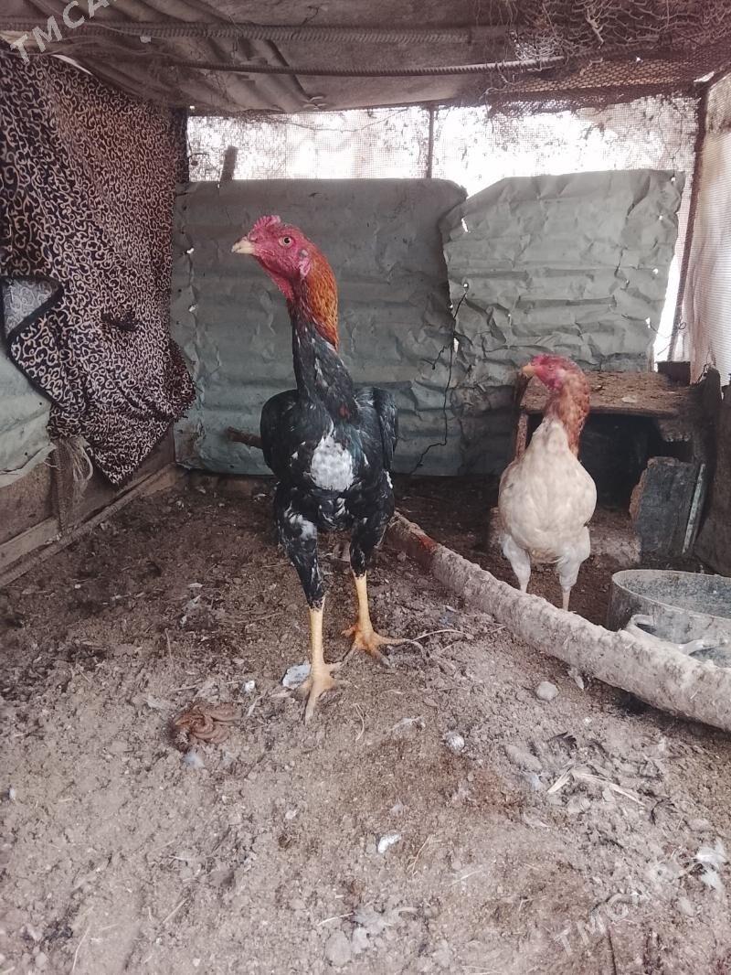 baysow horaz - Туркменабат - img 1