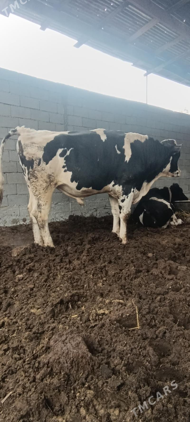 galsteyin okuz - Ашхабад - img 1