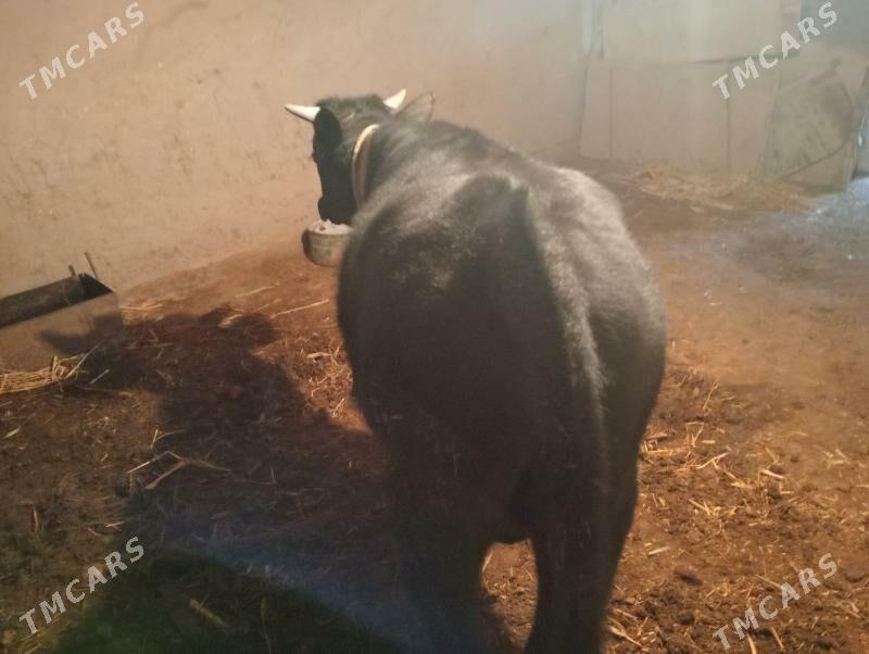 окиз - Шабатский этрап - img 1