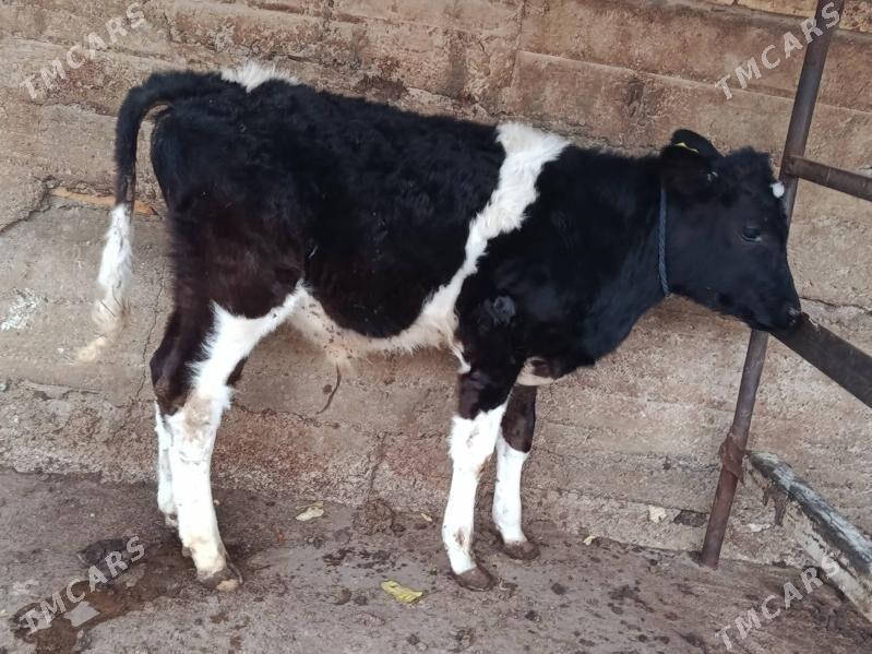 okuz - Ашхабад - img 1