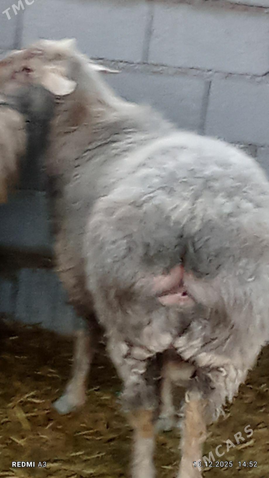 Goç bakylan - Gökdepe - img 1