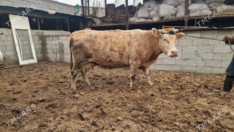 goleli sygyr - Aşgabat - img 1