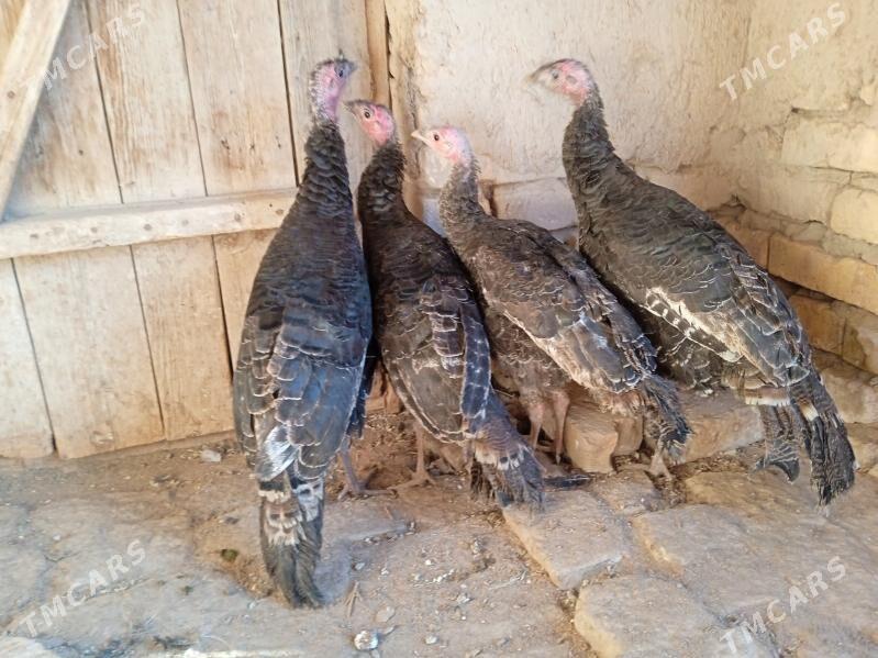 induk - Гороглы (Тагта) - img 1