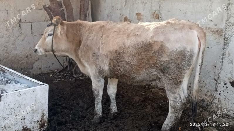 sygyr,tuwe,okuz, - Bäherden - img 1