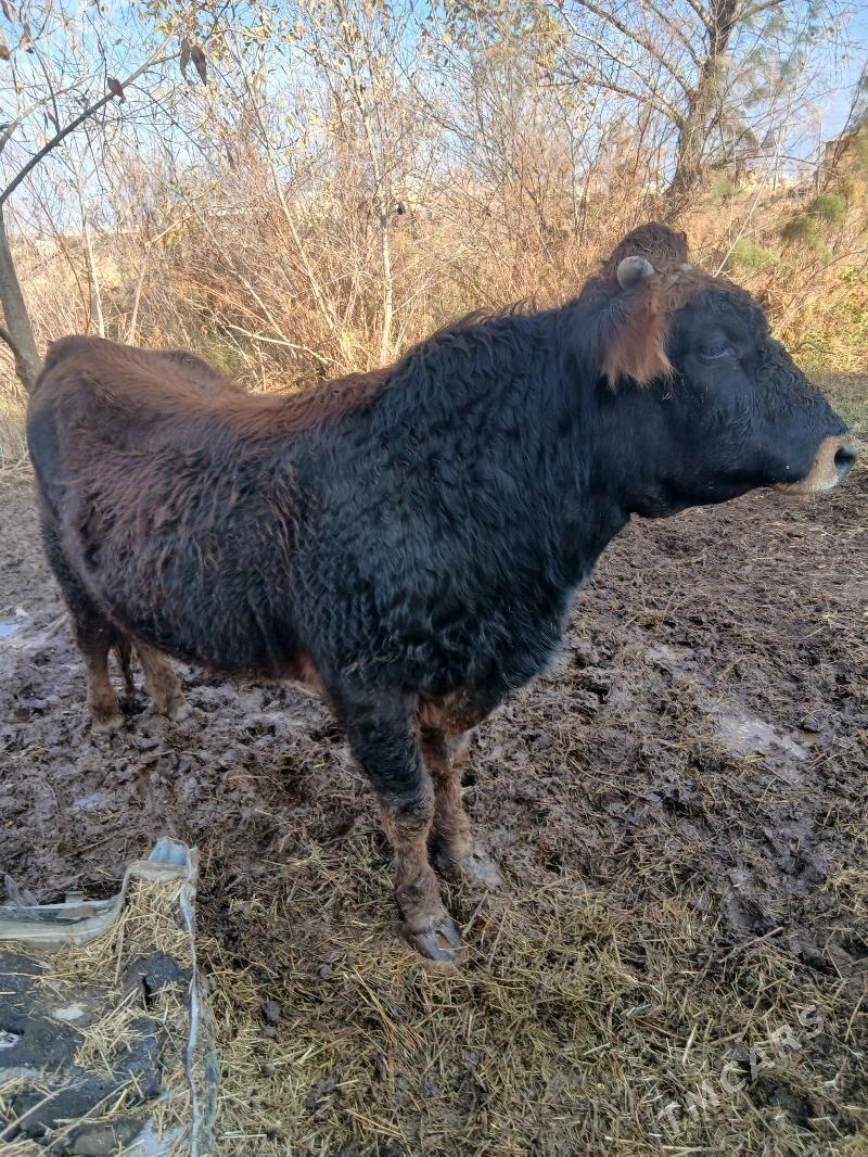 ökizökiz - Wekilbazar - img 1