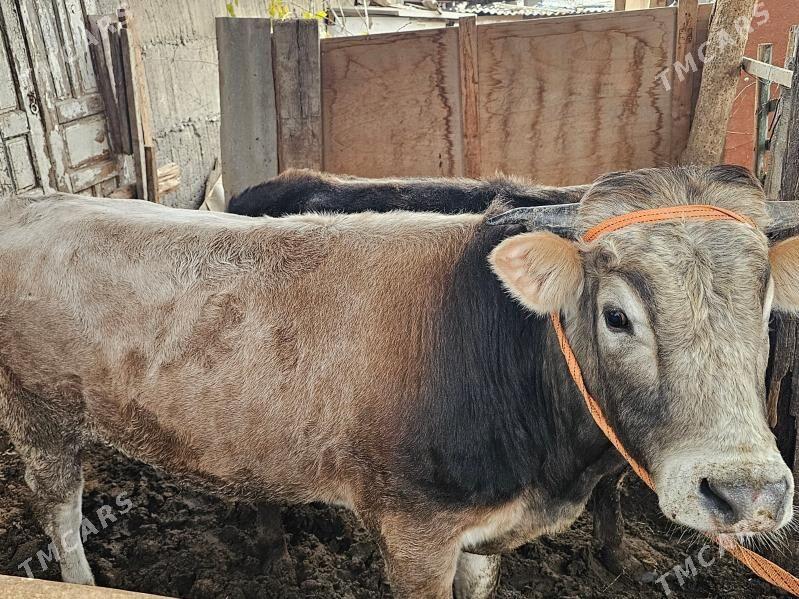 Okuz - Ашхабад - img 1