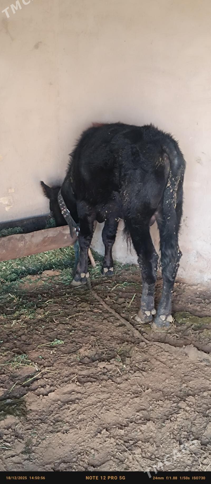 ökiz - Babadaýhan - img 1