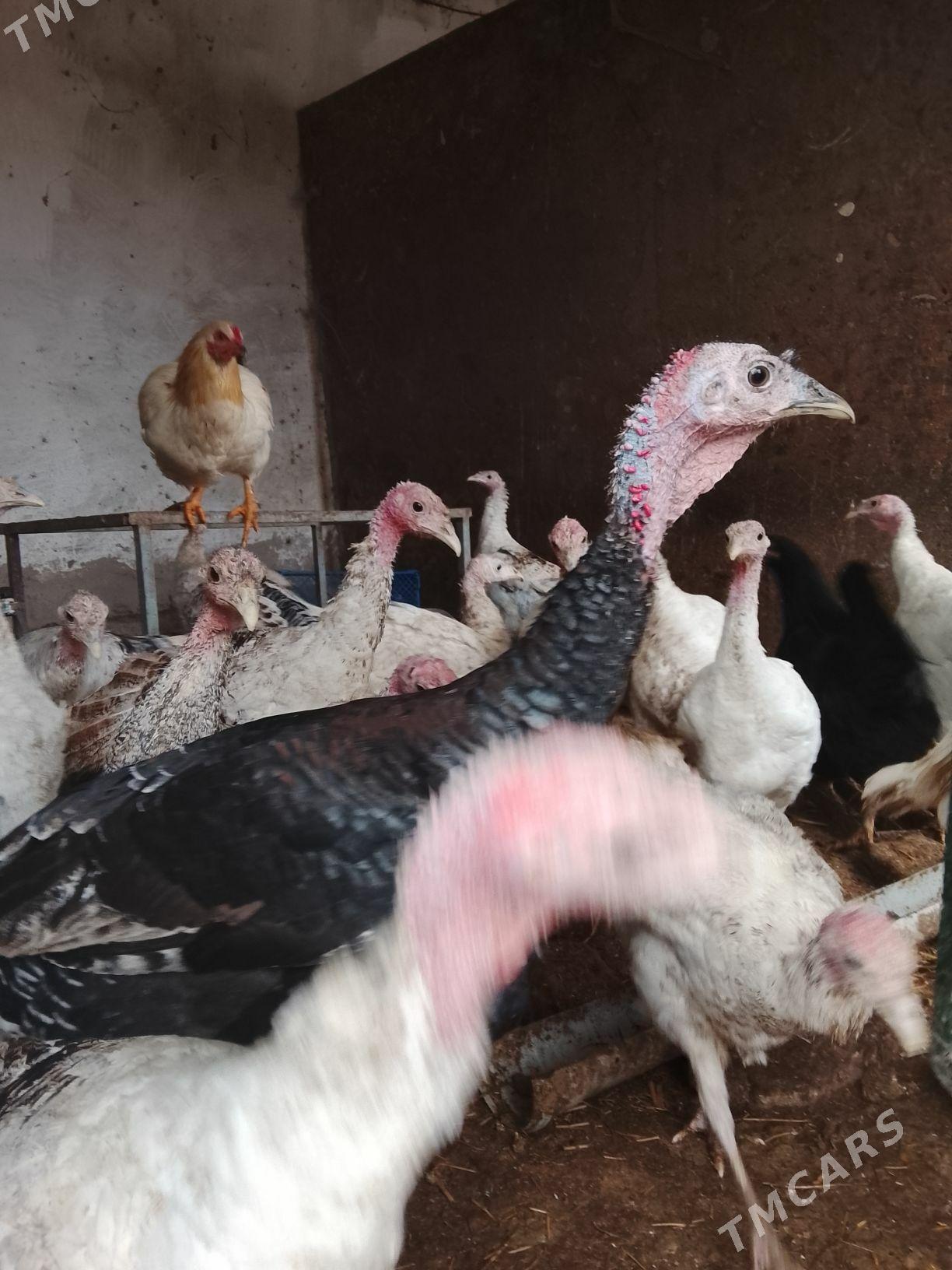 induklar - Türkmenabat - img 1