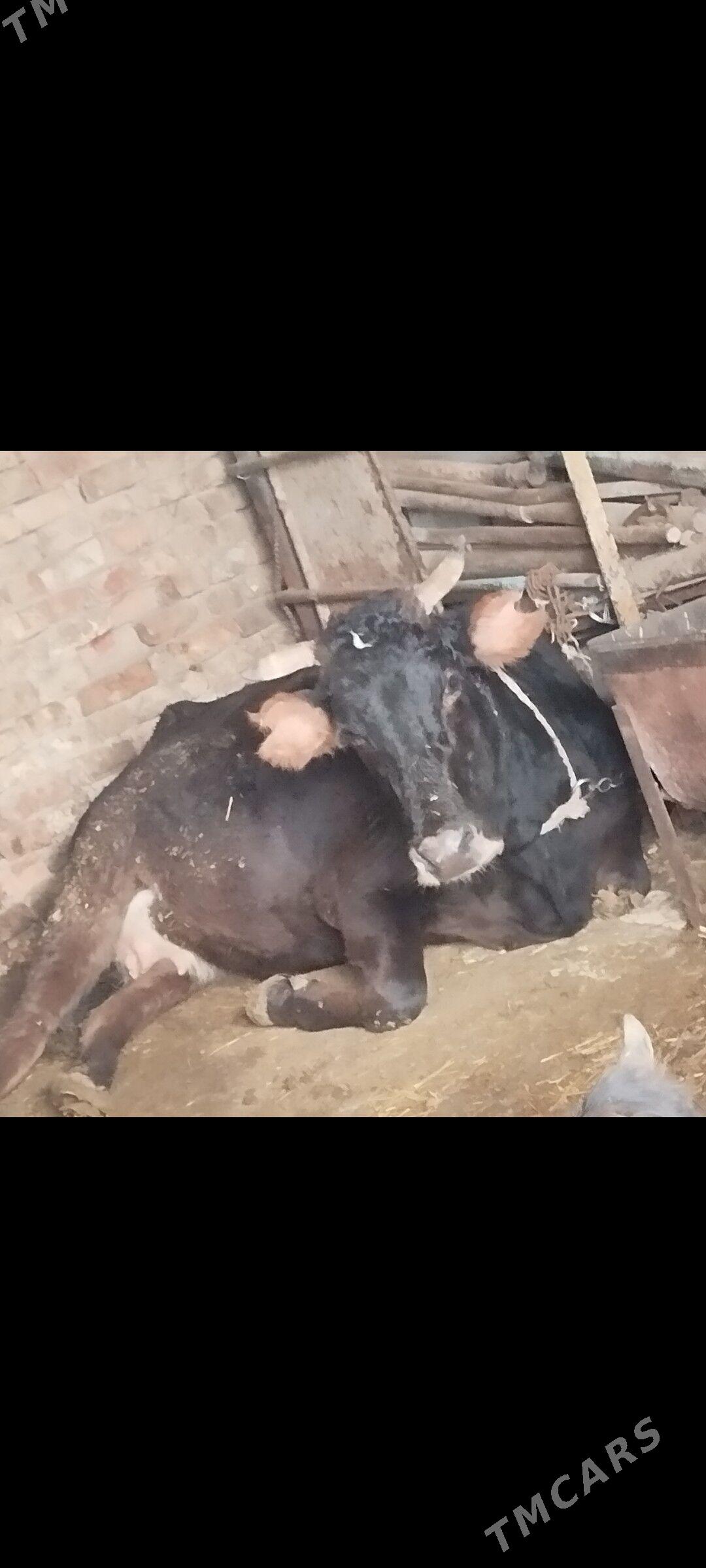 agyr bogaz sygyr - Aşgabat - img 1