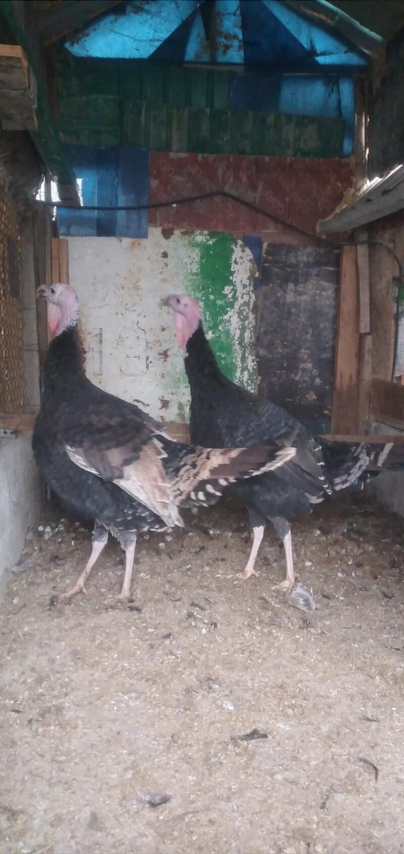 induk - Herrikgala - img 1