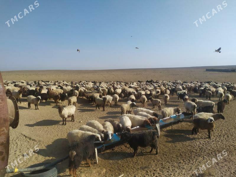 bogaz goyun - Туркменбаши - img 1