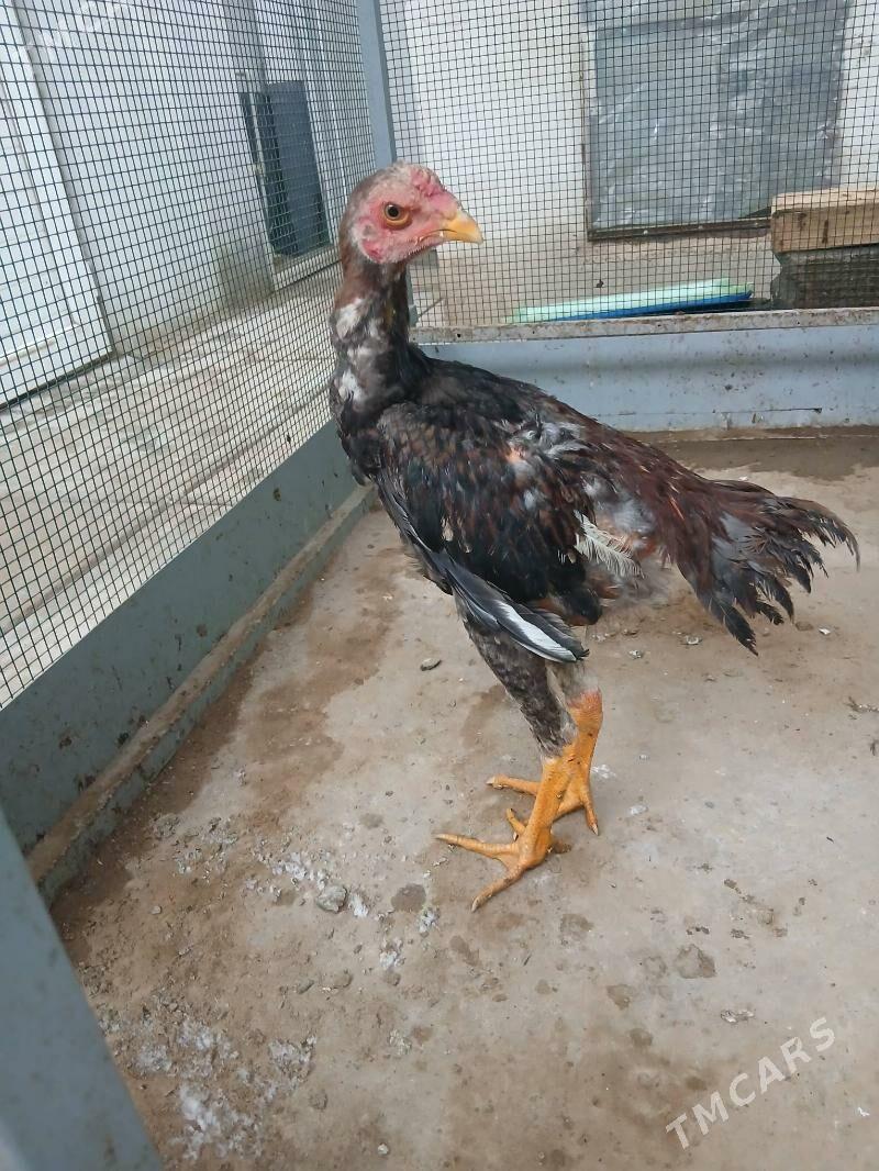 taskent horaz juyje - Тязе заман - img 1