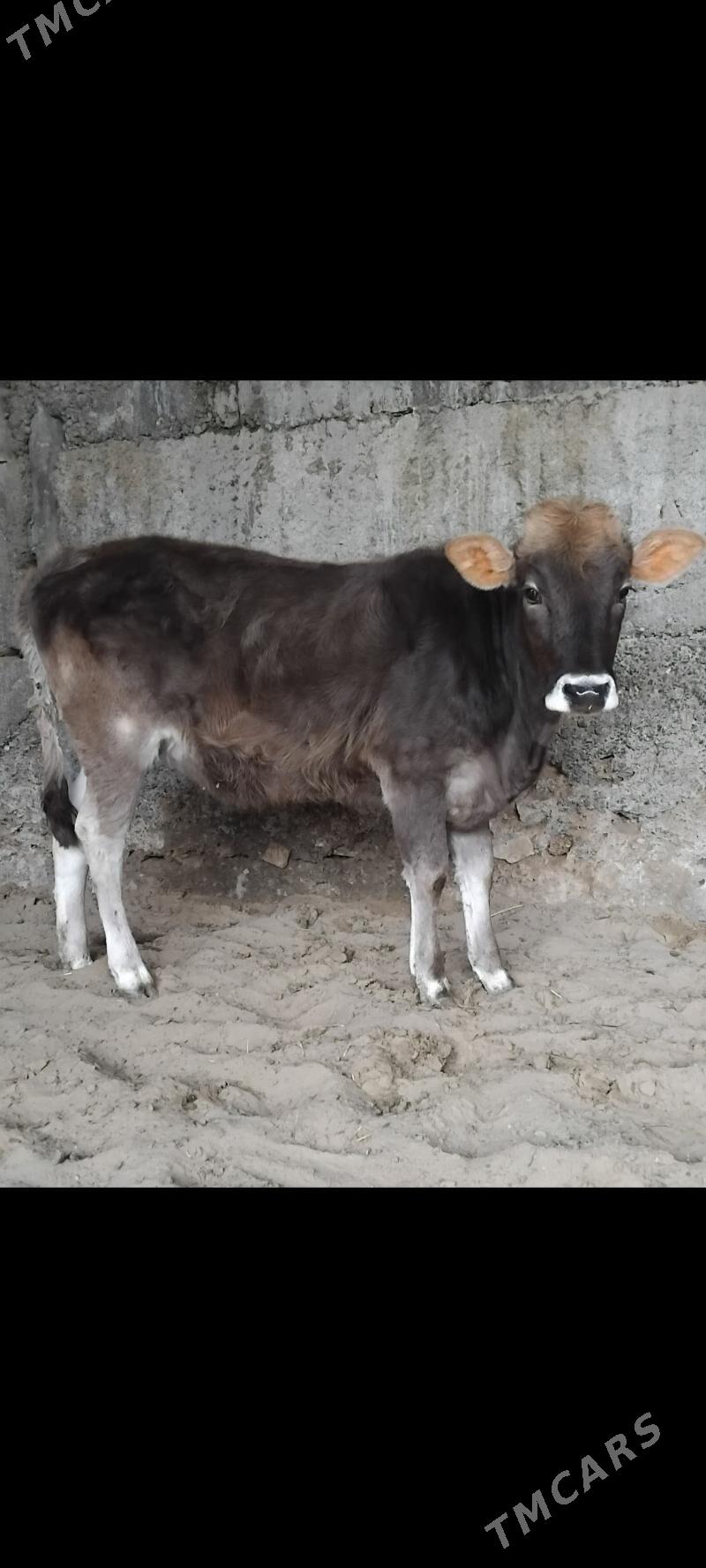 ŞİBES ÖKÜZ WE TÜWE - Бузмеин - img 1