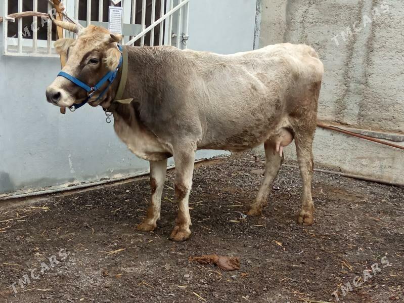 ARGİNAL GOLELİ SYGYR - Чоганлы - img 1