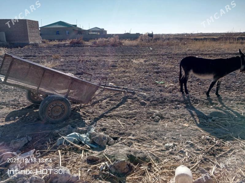 EŞEK ARVA - Шабатский этрап - img 1