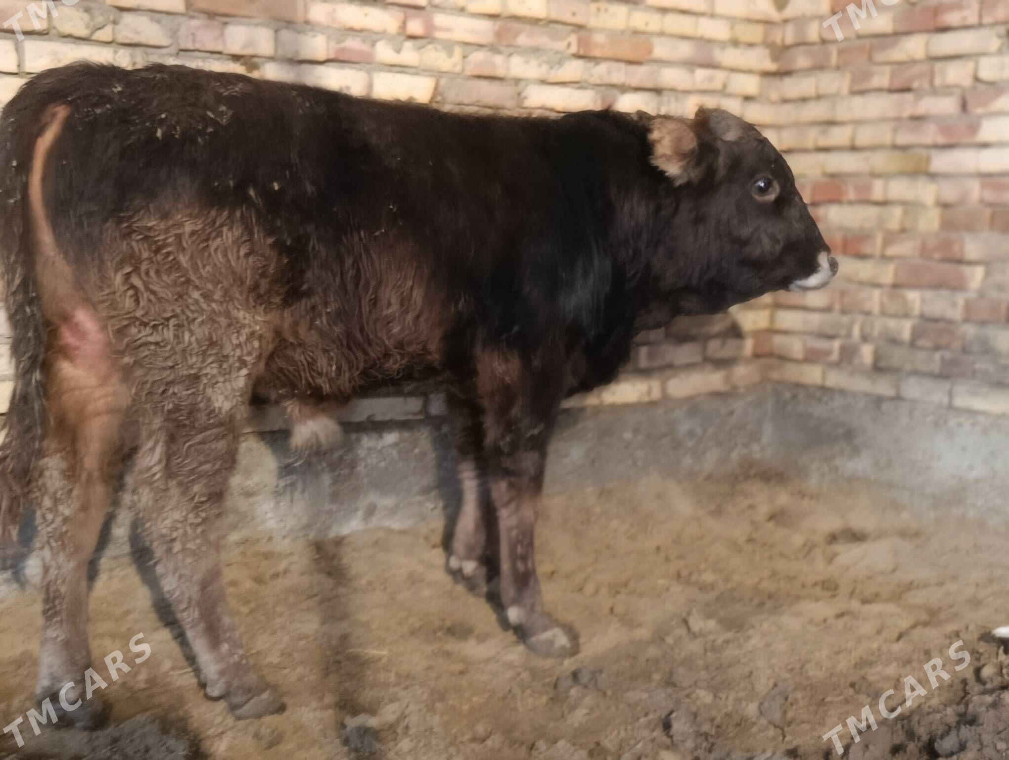 Okuz - Gökdepe - img 1