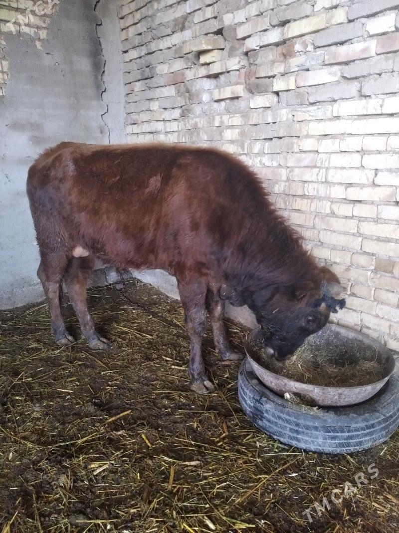 öküz 2 ýaşap barýan 2sany - Baýramaly - img 1