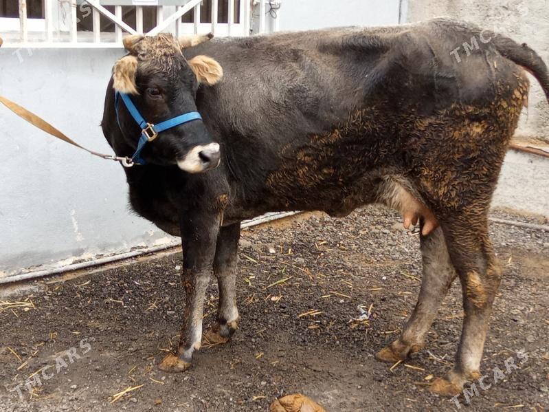 Arginal goleli sygyr - Çoganly - img 1