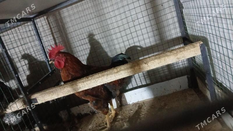 ataks horoz - Ak bugdaý etraby - img 1