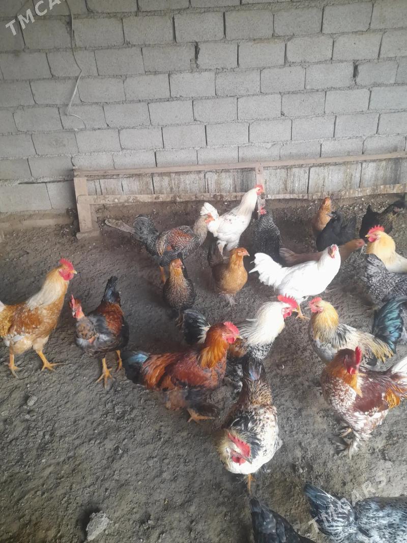 Horaz - Murgap - img 1