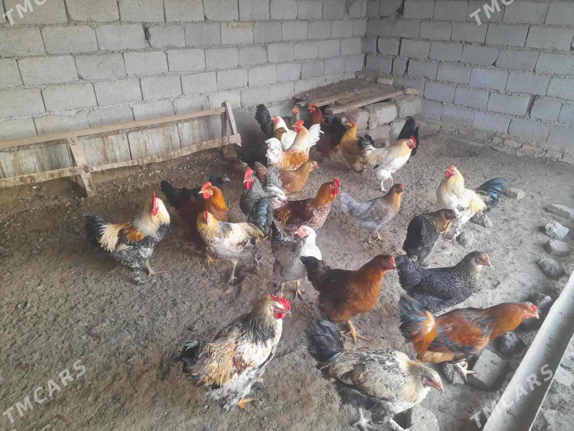 Horaz - Мургап - img 1