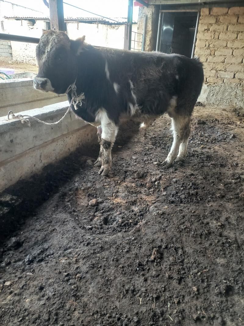 Okuz - Гызыларбат - img 1