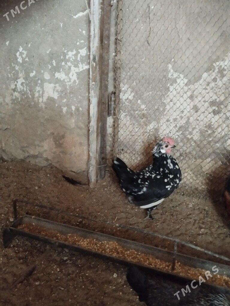 karlik - Балканабат - img 1