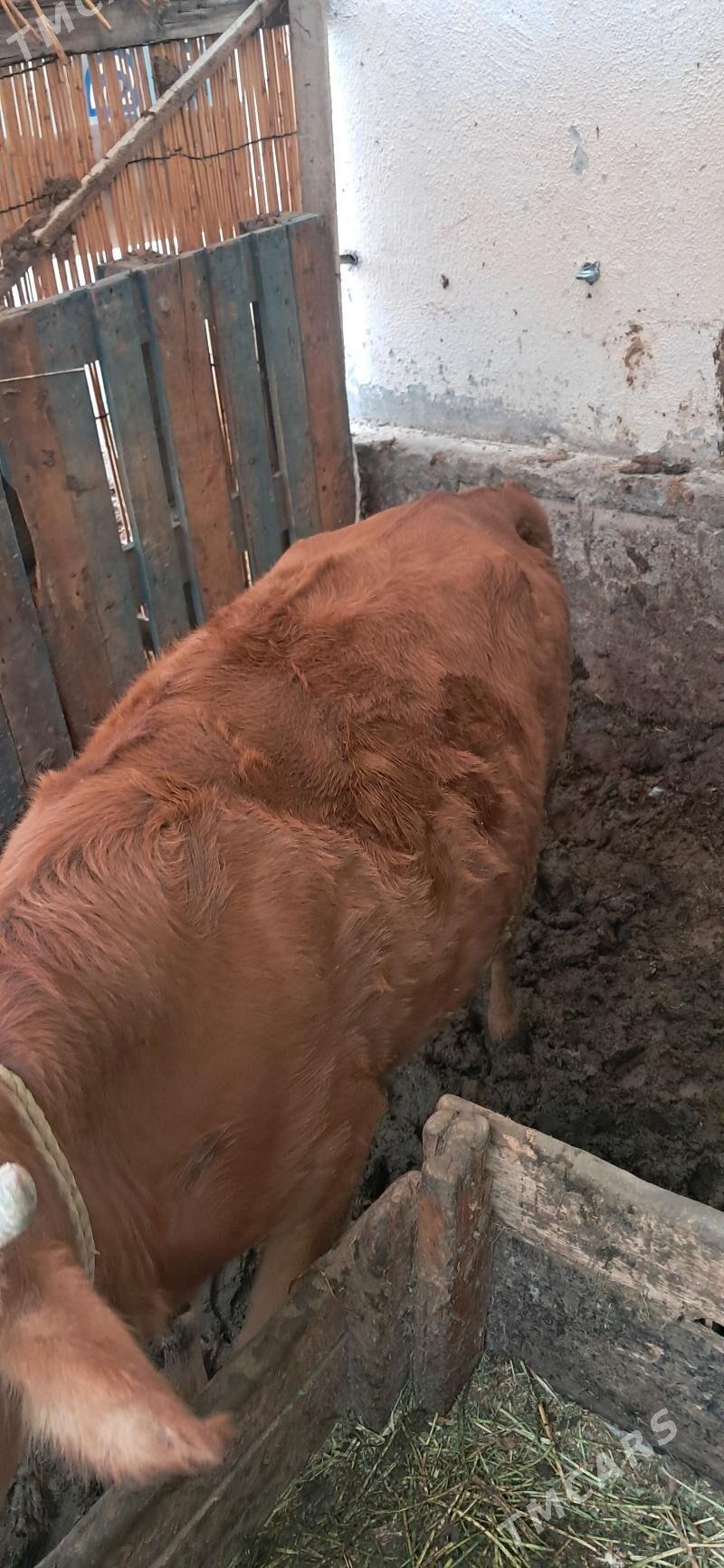 gysyr sygyr - Ашхабад - img 1