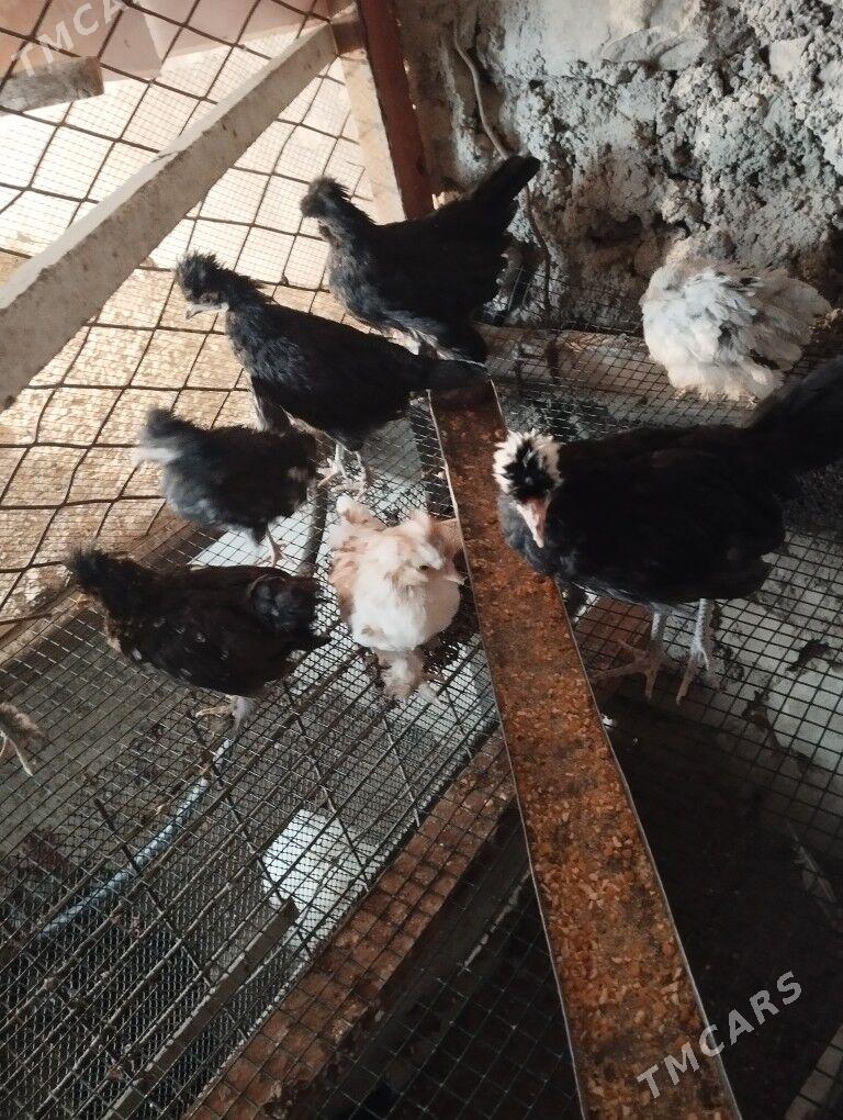 karlik juje - Балканабат - img 1