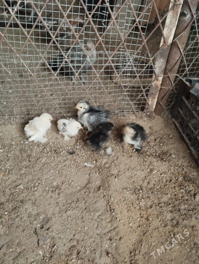 kohin juje - Балканабат - img 1