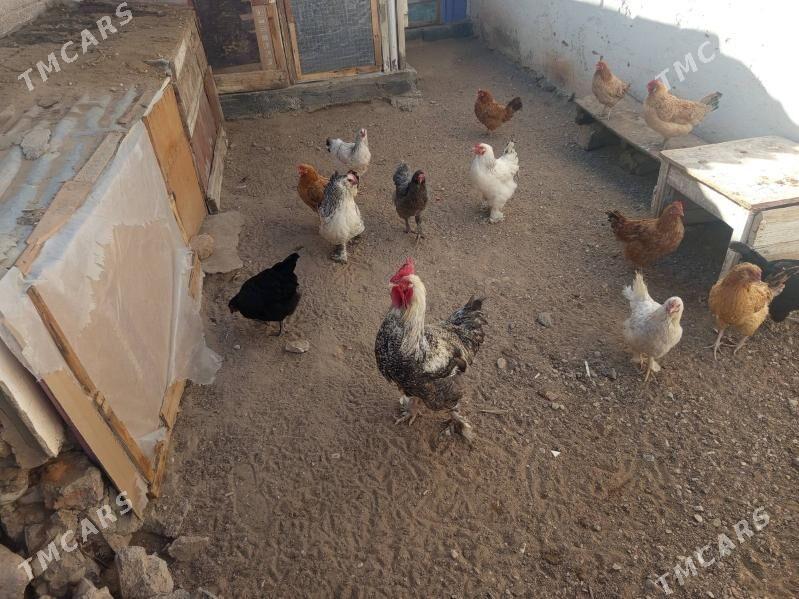 satlyk towuklar we juyjeler - Balkanabat - img 1