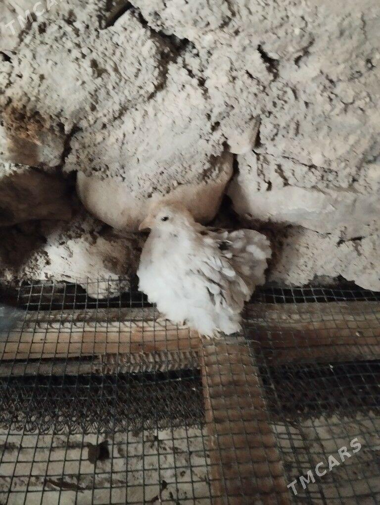 kohin - Balkanabat - img 1