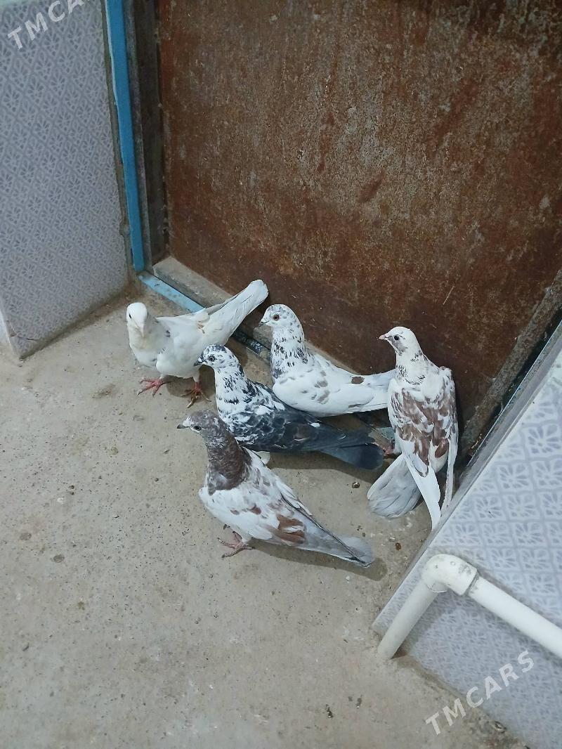 kepderi - Гызыларбат - img 1