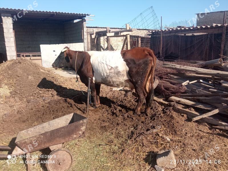 sygyr - Бузмеин - img 1