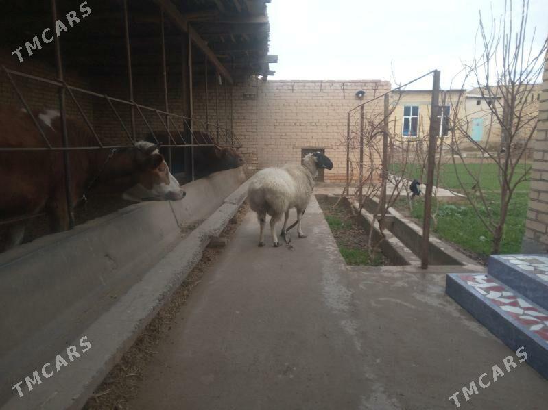 goc - Чарджоу - img 1