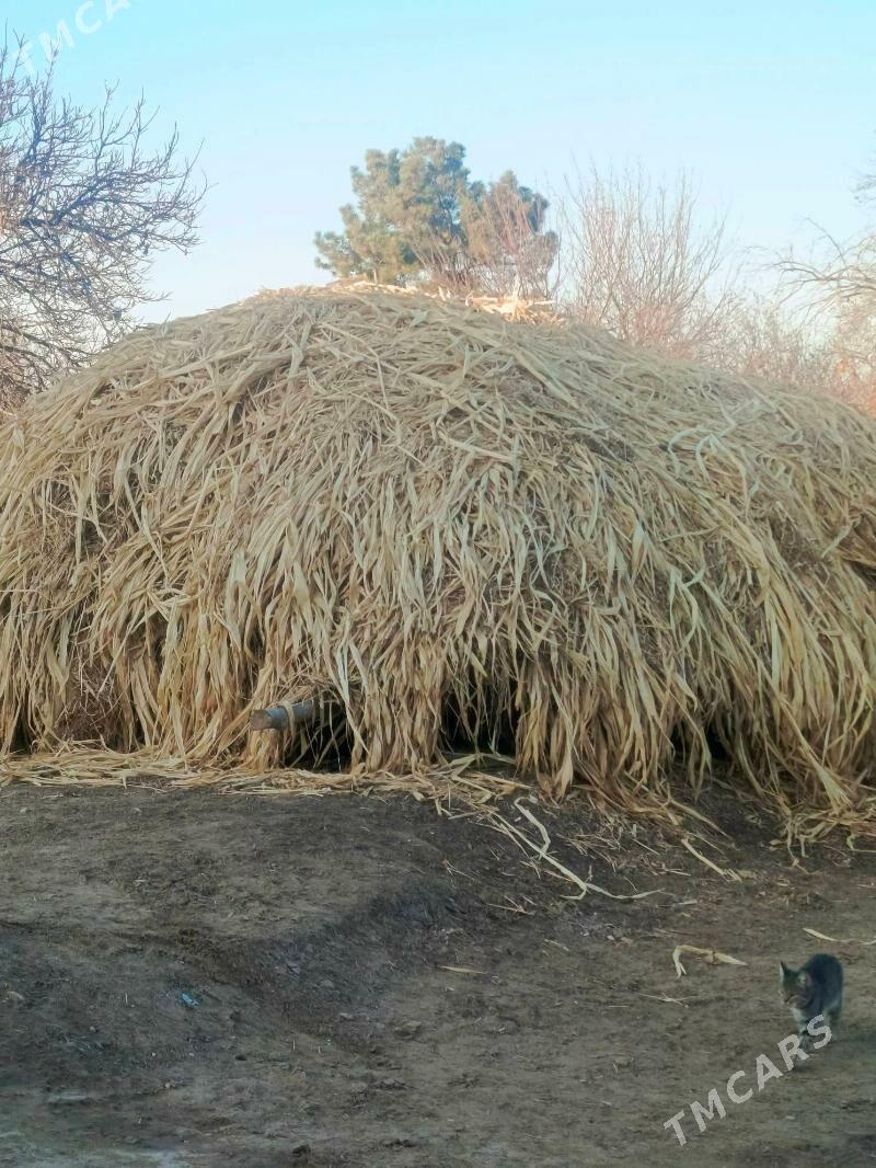 mekge yorunja ot - Dänew - img 1