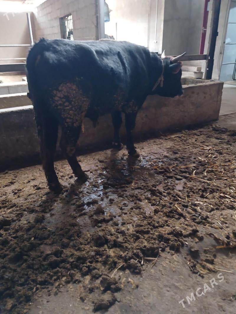 okuz - Яшлык - img 1