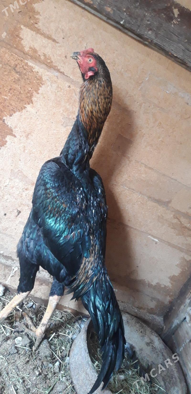 SATLYK TAŞKENT - Векильбазар - img 1