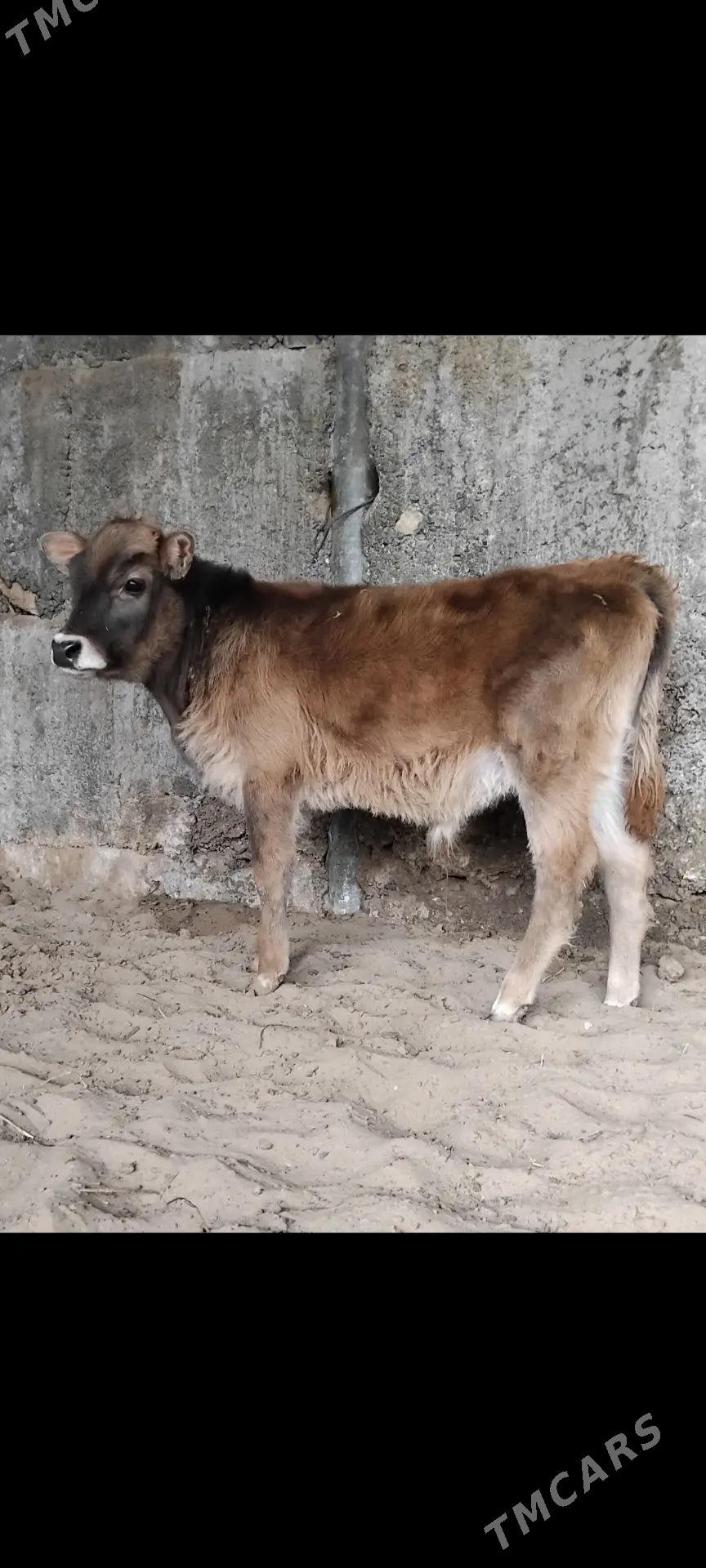 ŠWES OKUZ TUWE - Бузмеин - img 1