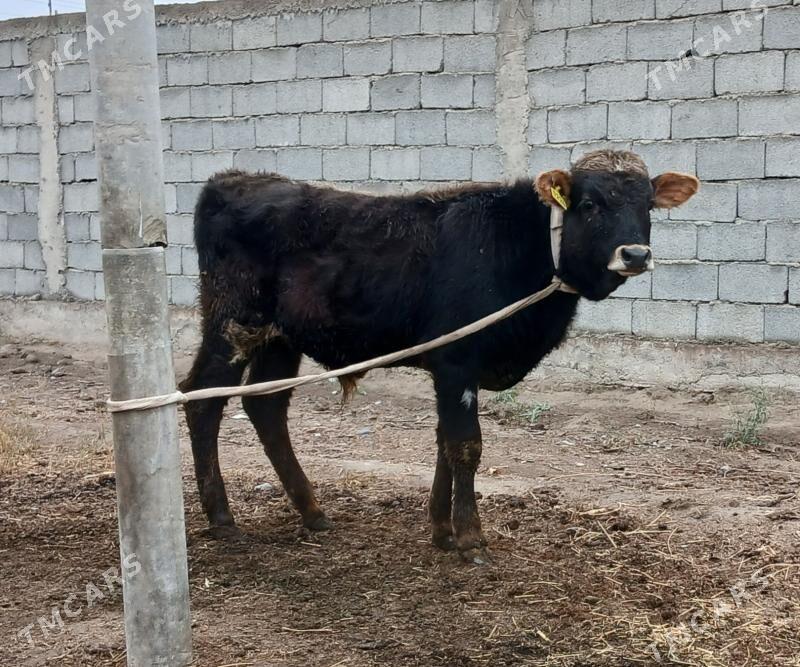 öküz - Büzmeýin - img 1