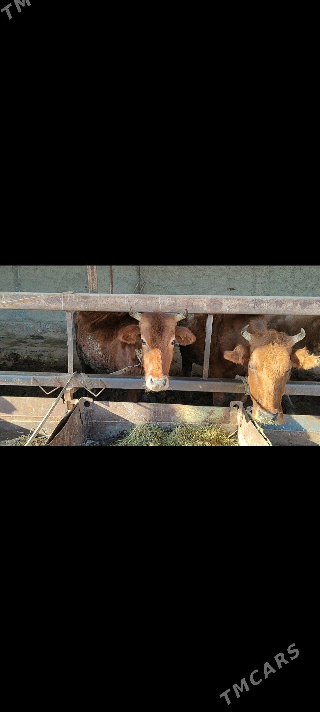 Sygyrlar we okuzler - Теджен - img 1