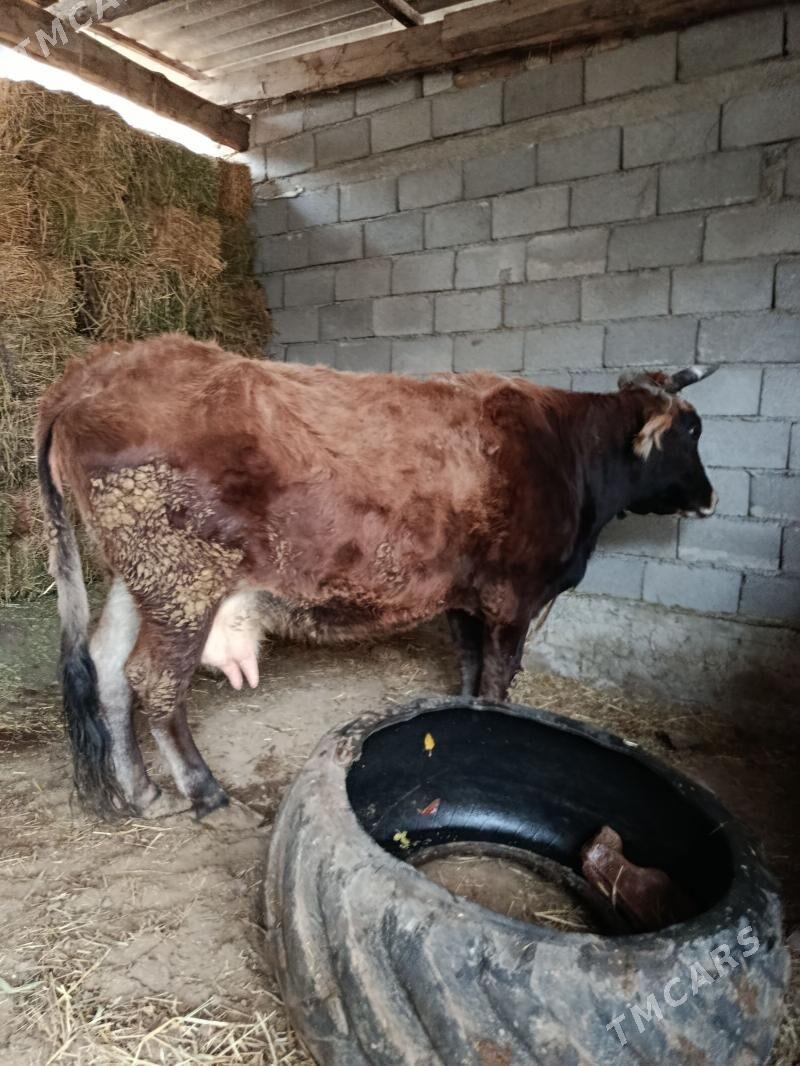 sygyr şwes - Анев - img 1